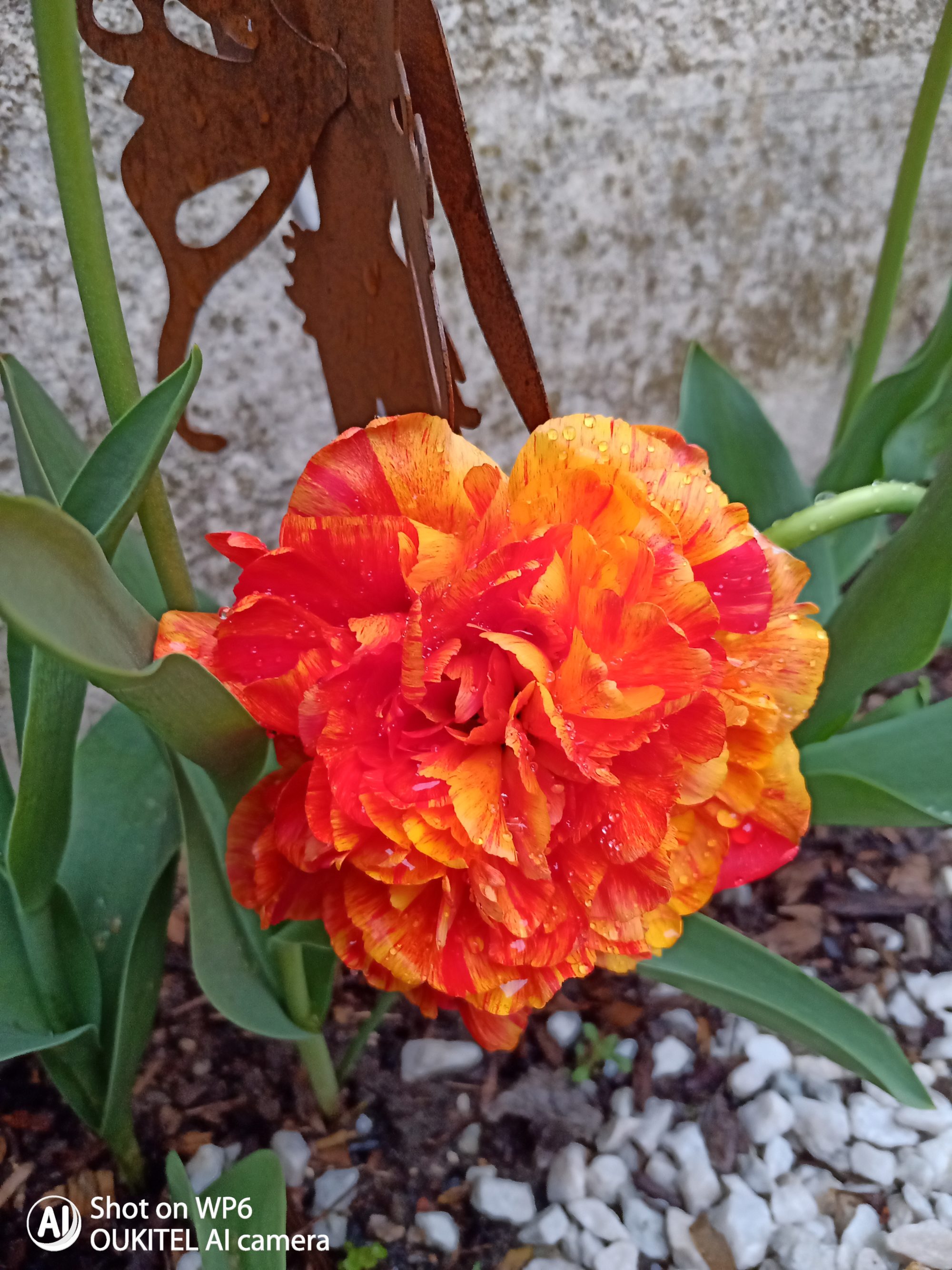 Tulpen Überwintern